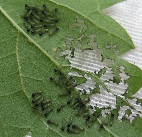 Araschnia levana
