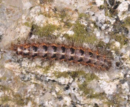 Watsonarctia deserta