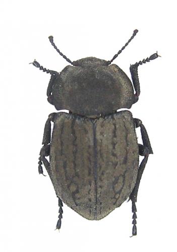 Réf. 50 382 : Asida sabulosa