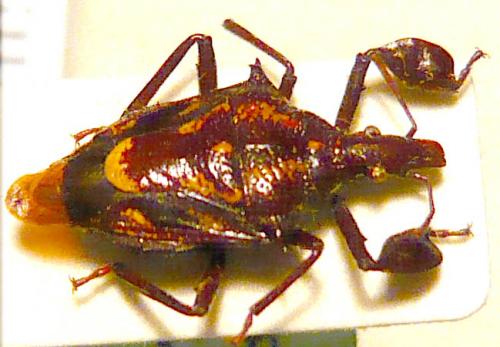 Heteroscelis sp.