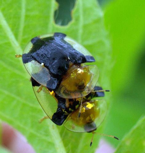 Réf. 50 309 : Aspidimorpha quinquefasciata