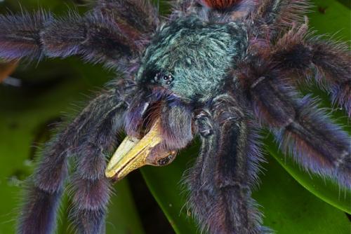 Avicularia versicolor