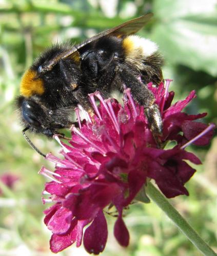 Bombus vestalis