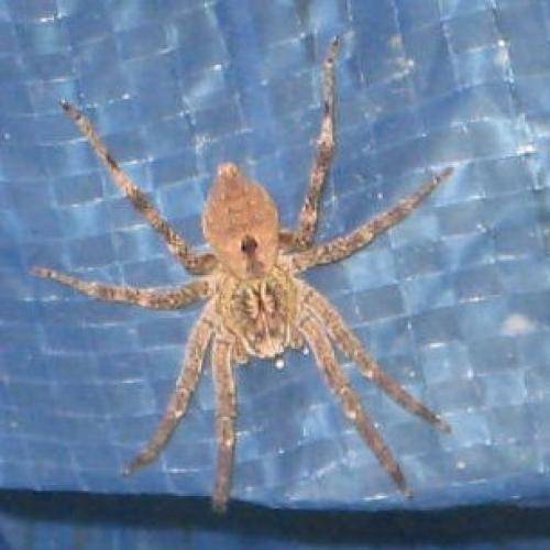 Zoropsis spinimana