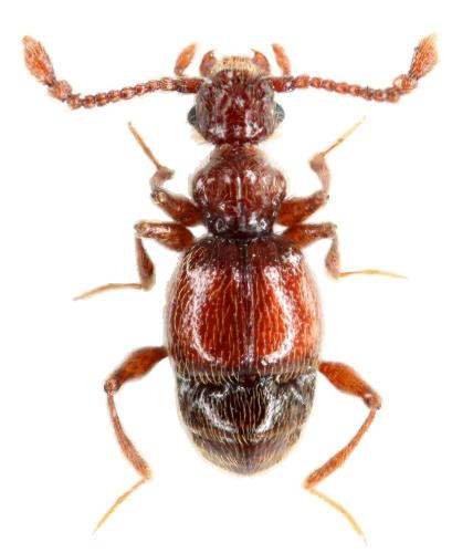 Réf. 50 956 : Batrisodes sp.