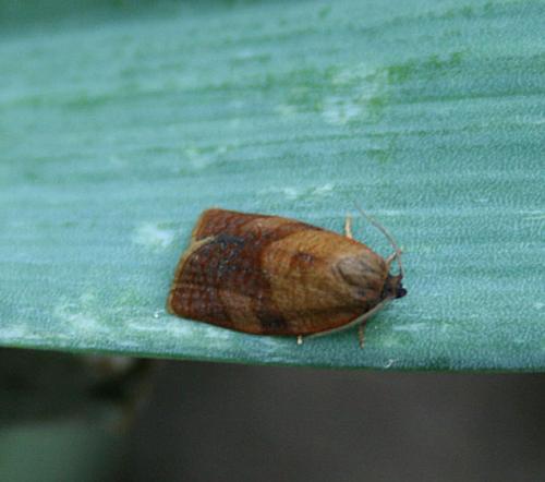 Cacoecimorpha pronubana