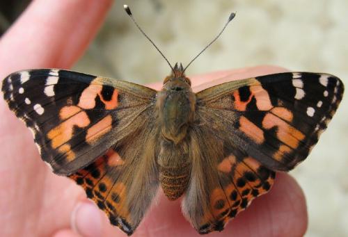 Vanessa cardui