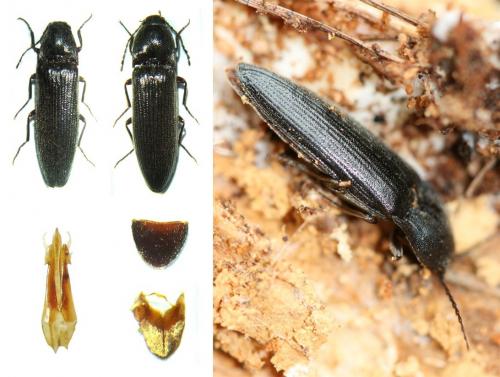Melanotus castanipes