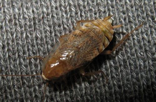 Réf. 50 398 : Planuncus vinzi