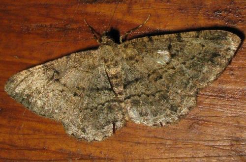 Peribatodes rhomboidaria