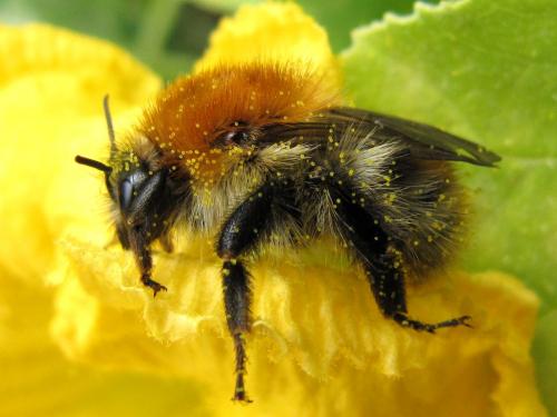 Réf. 50 270 : Bombus pascuorum