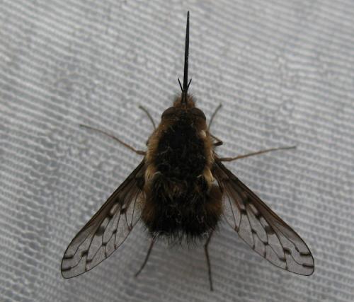 Bombylius discolor