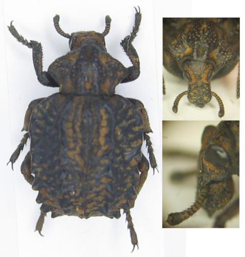 Brachycerus undatus