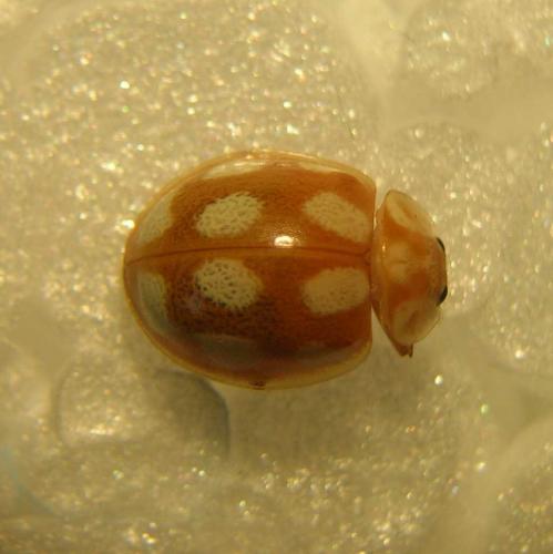 Calvia decemguttata