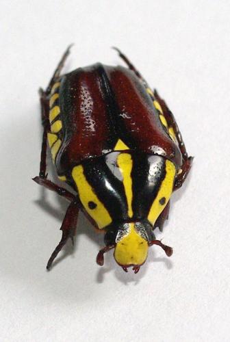 Réf. 50 458 : Campsiura scutellaris