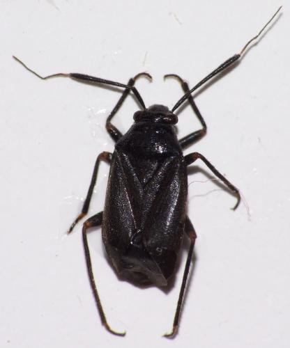 Réf. 50 487 : Capsus wagneri