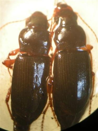 Réf. 50 754 : Pseudoophonus rufipes