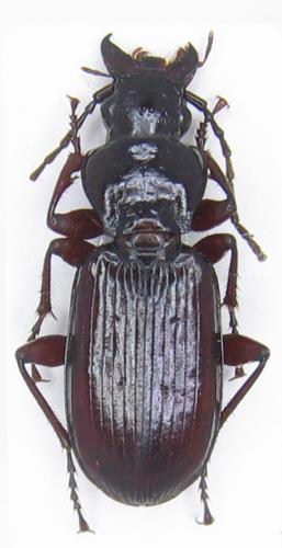 Pterostichus macer