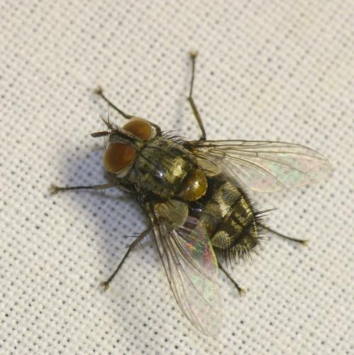 Carcelia dubia