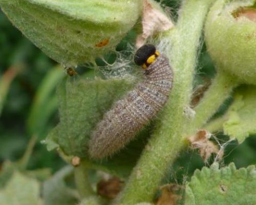 Carcharodus alceae