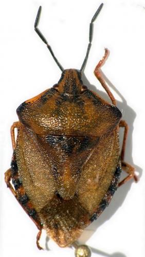 Carpocoris pudicus