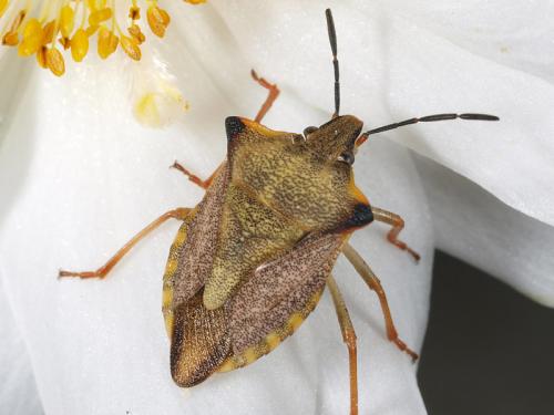 Carpocoris mediterraneus atlanticus