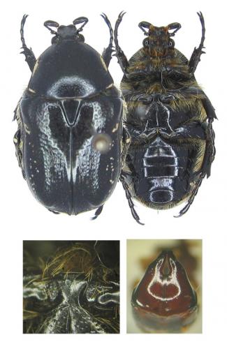 Aethiessa albocincta albocincta