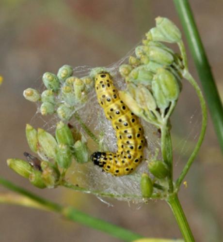 Sitochroa palealis