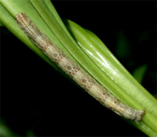 Réf. 50 197 : Alcis repandata