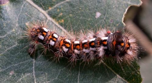 Acronicta rumicis