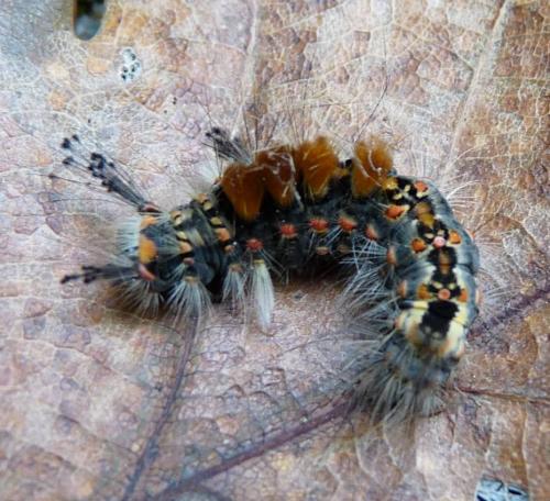 Orgyia antiqua