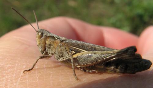 Chorthippus sp.