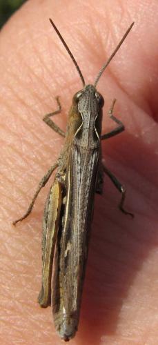 Chorthippus sp.