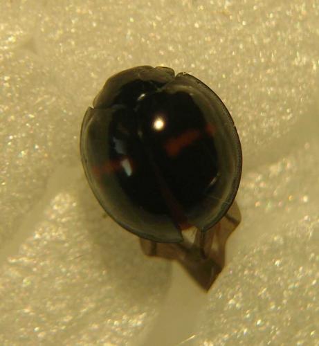 Réf. 50 710 : Chilocorus bipustulatus