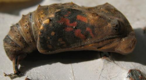 Vanessa cardui