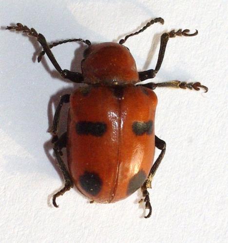 Réf. 50 518 : Euryope subserricornis