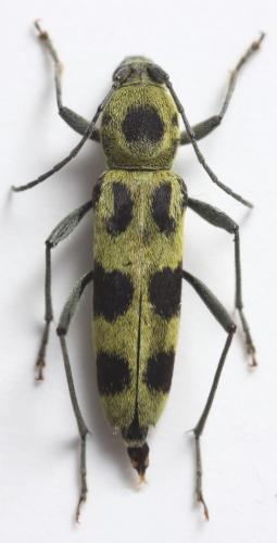 Chlorophorus herbstii