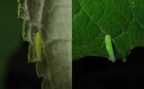 Réf. 50 395 : Empoasca sp.