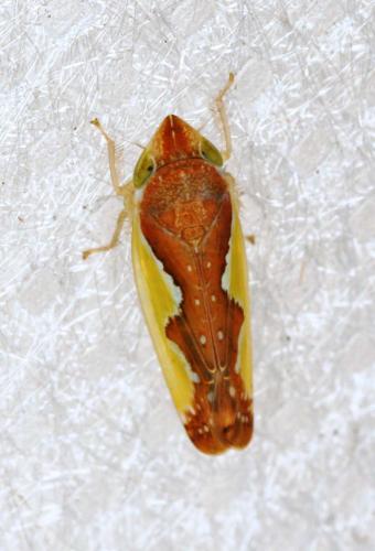 Réf. 50 214 : Platymetopius sp.