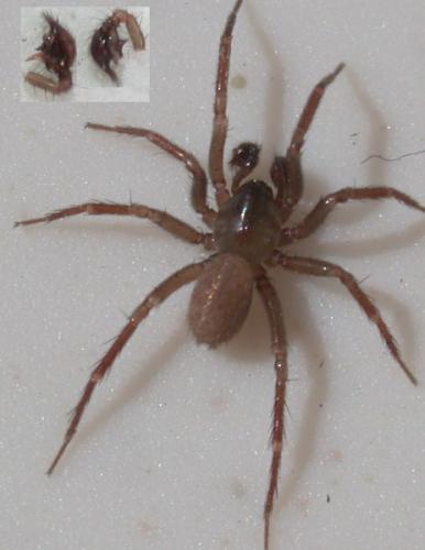 Réf. 50 612 : Cicurina cicur