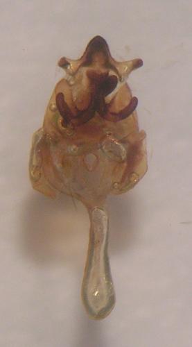 Réf. 50 736 : Cilix hispanica