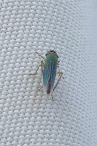 Réf. 50 275 : Cicadella viridis
