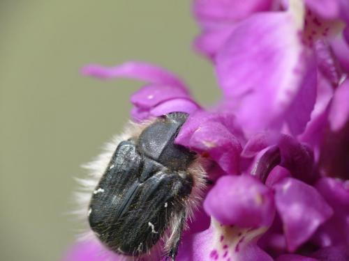 Tropinota hirta