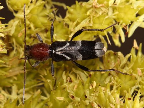 Chlorophorus ruficornis