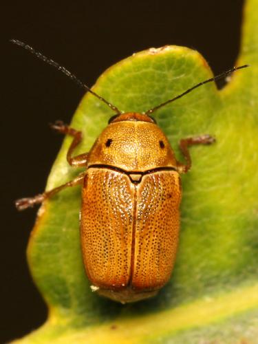 Cryptocephalus octomaculatus