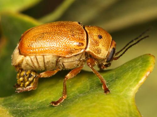 Cryptocephalus octomaculatus