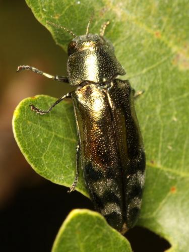 Coraebus fasciatus