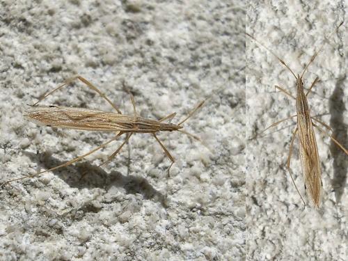 Réf. 50 312 : Berytinus sp.
