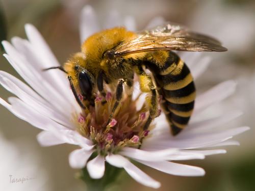 Réf. 50 955 : Colletes sp.
