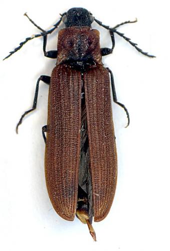 Réf. 50 366 : Denticollis rubens
